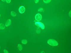 -福州罗源湾海洋世界旅游区