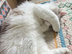 -楼上猫咖(罗湖店)