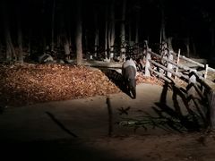 -清迈夜间动物园