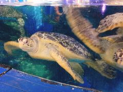 -烟台海昌鲸鲨海洋公园