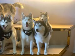 -Husky Go! 哈士奇体验馆·宠物咖啡厅狗咖