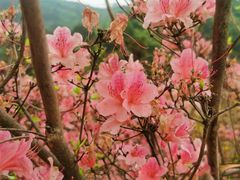 -木兰云雾山