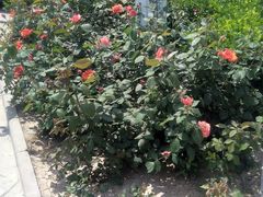 -中国中医科学院西苑医院-地下停车场