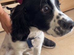 -艾贝尔宠物医院·狂犬免疫点(江山金象城店)