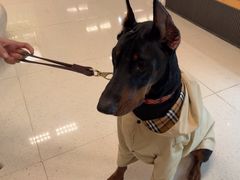 -帕帕拉兹宠物(亚洲旗舰店)