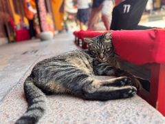 -龙华素斋(龙华路店)