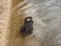 -伯利·格里芬湖