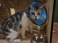 -猫猫幼稚园·撸猫·桌游·电玩