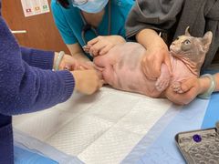 -美联众合动物医院·24h转诊中心