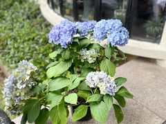 -老洋房花园饭店(绍兴路店)
