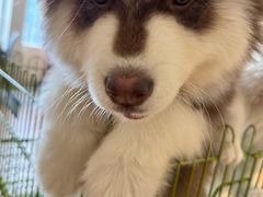 -Let's go狗咖·猫咖·奶狗·桌游(春熙路IFS店)