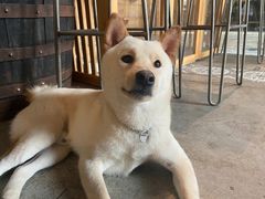 -more than meow吴止猫主题餐厅(承德 中船汇店)