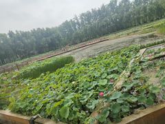 -微山湖红荷湿地景区