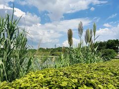 -广东花都湖国家湿地公园