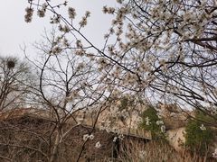 -北京凤凰岭