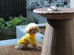 -上海崇明金茂凯悦酒店