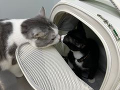 -瑞派动物医院·猫专科·至诚(江南中分院)