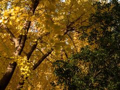 -上海市龙华烈士陵园