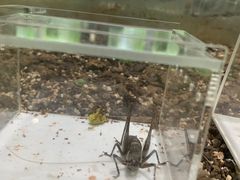 -上海昆虫博物馆