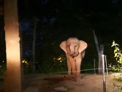 -清迈夜间动物园
