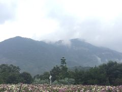 -广州市流溪河国家森林公园