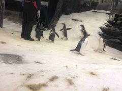 -悉尼海洋生物水族馆