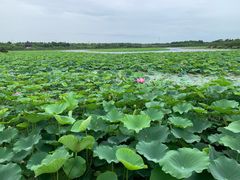 -上海海湾国家森林公园