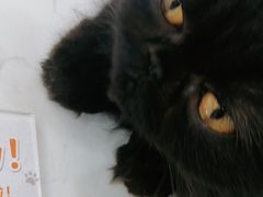 -喵园·猫主题咖啡厅·撸猫·猫咖(国贸店)