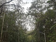 -佛山市三水区大南山森林公园