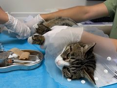 -达爱动物医院·犬猫分区·CT·复杂眼科(远洋山水分院)