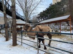 -大连森林动物园