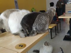 -猫咪咖啡店(新城大街店)