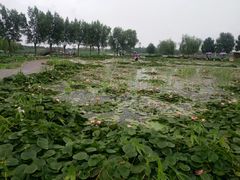 -白洋淀景区