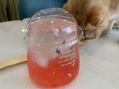 -飞行喵MR PILOT|猫舍·猫咖(静安大融城店)