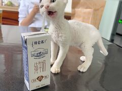 -德元·美联众合24小时动物医院(总院)