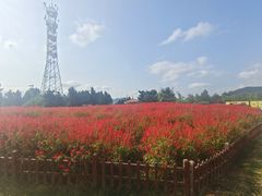 -羊亭河湿地公园