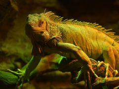 -济南野生动物世界