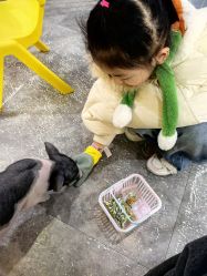 点击看大图 -神奇动物撸宠馆·羊驼·小浣熊·异宠(豫园店)