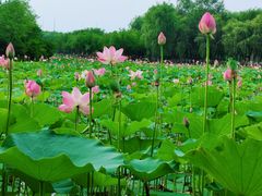 -东郊湿地公园