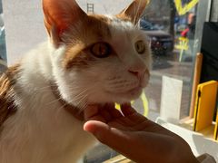 -平行世界·猫咖(首经贸店)