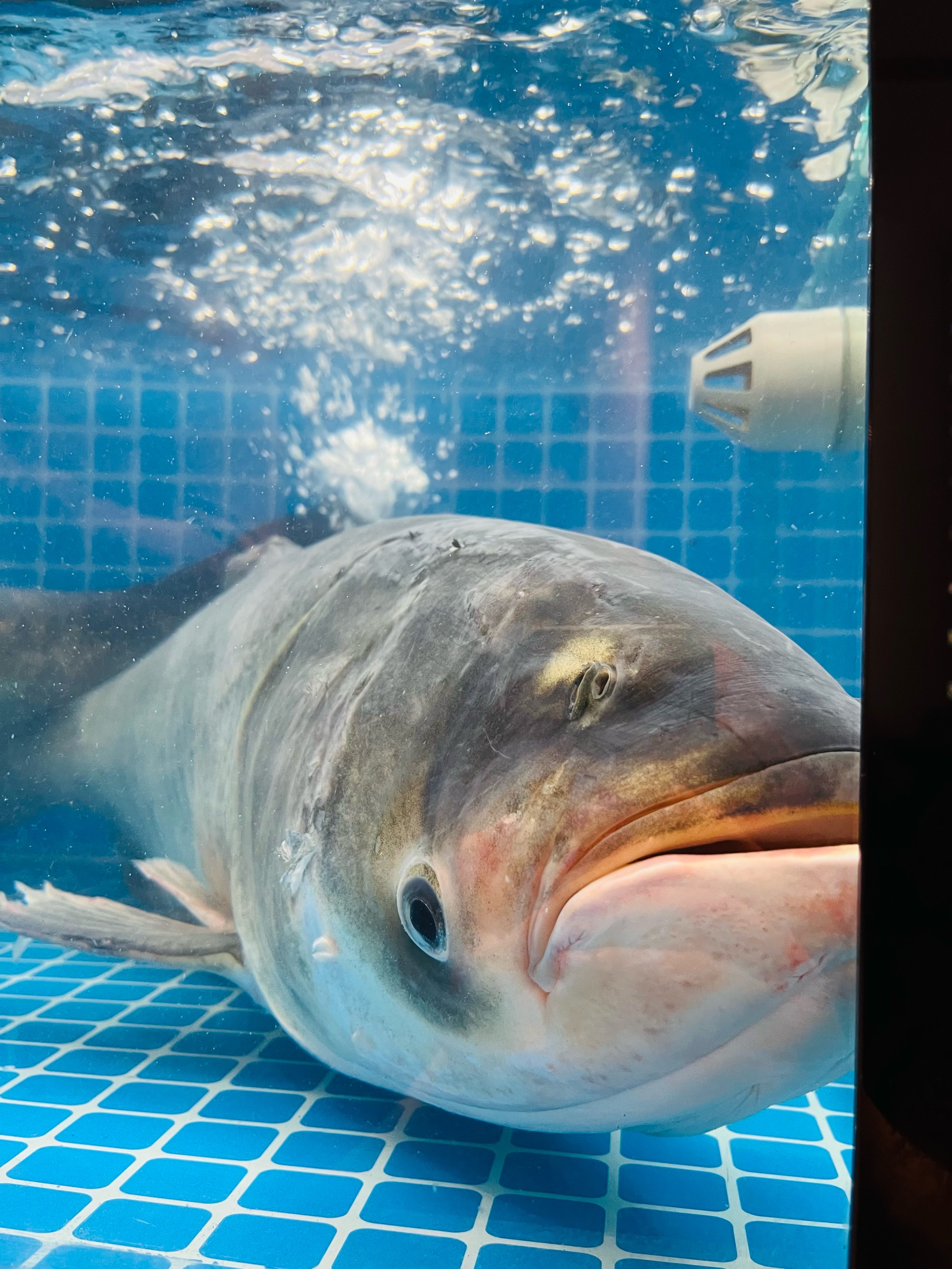 怪怪水族馆大头鱼图片