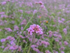 -紫颐香薰山谷景区