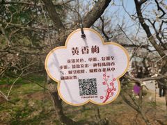 -梅花山(明孝陵内)