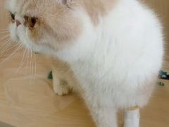 -瑞派宠物医院·24h·骨外科·皮肤科·全科宠物医疗转诊中心(沈阳浑南院)