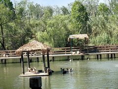 -溱湖国家湿地公园