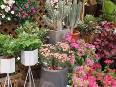 -双季花艺园艺市场(浦东店)
