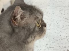 -喵园·猫主题咖啡厅·撸猫·猫咖(国贸店)