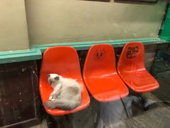 -猫咪博物馆(顶澳仔猫街店)