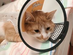 -关爱动物医院·心脏·中兽医·异宠(金牛路分院)