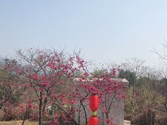 -天适樱花悠乐园